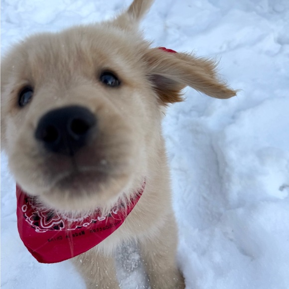 Your purchase helps me donate to Sparks service dogs. Look at these sweeties! - Picture 4 of 4